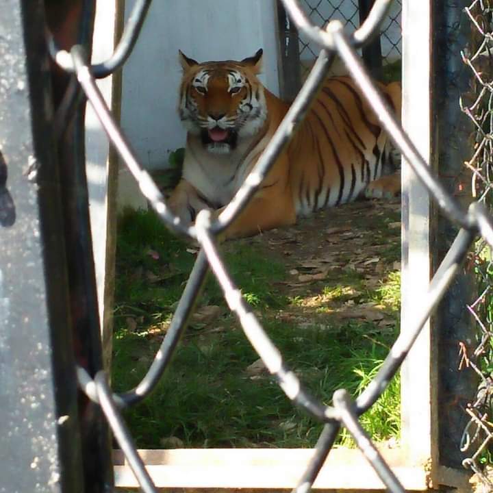 Uttarakhand -: वन्य जीव प्रेमियों के लिए खुशखबरी, अब इन जीवो को भी ले सकते हैं गोद, पढ़ें पूरी खबर