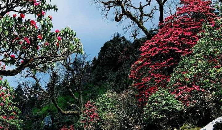 Uttarakhand -: उत्तराखंड के वनों में जलवायु परिवर्तन का असर, हो रहे ये परिवर्तन