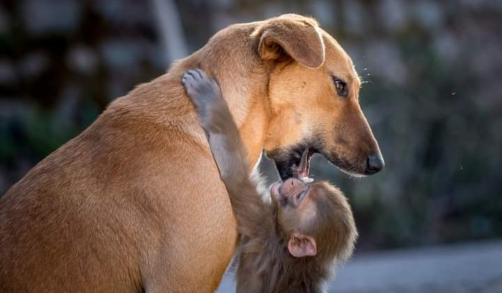 Almora -: पालिका को नहीं मिल रही कुत्ते पकड़ने वाली संस्था,