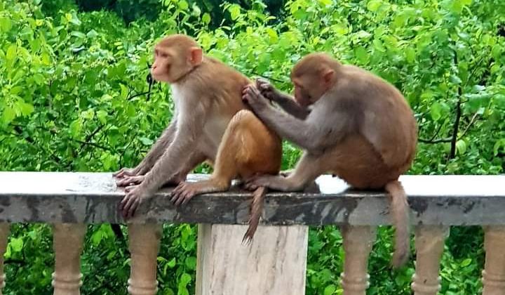 अल्मोड़ा -: पालिका का बंदरों को पकड़ने का अभियान  जारी, अब तक पकड़े गए इतने बंदर