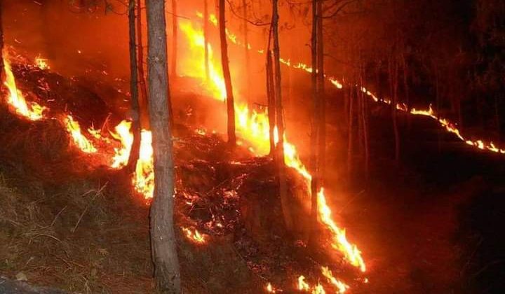 Uttarakhand- बढ़ती गर्मी से चढ़ा पारा फिर धधकने लगे जंगल….. जानिए कितना हुआ नुकसान
