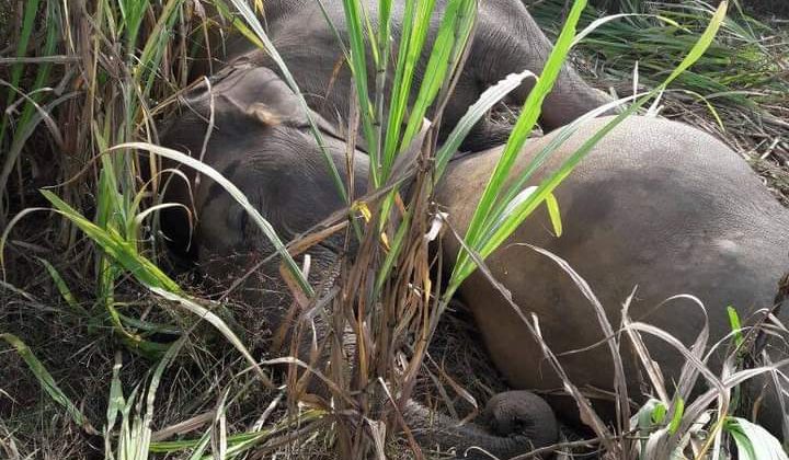 Uttarakhand- आपसी मुठभेड़ में हाथी की मौत….. जाने कितने वर्ष का था हाथी