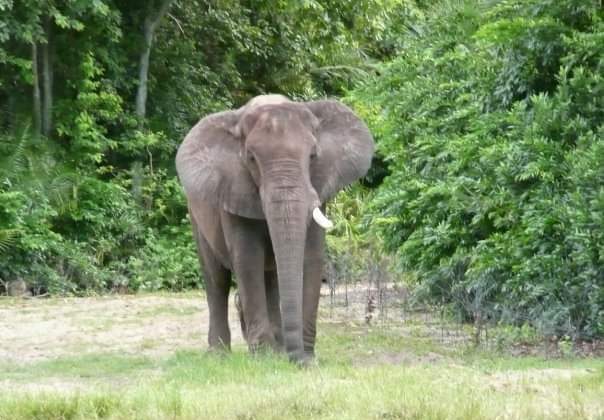 Uttarakhand-मॉर्निंग वॉक के लिए गए थे पुलिसकर्मी….. हाथी ने हमला कर उतारा मौत के घाट