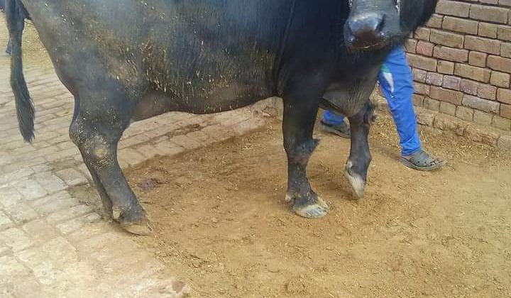 Uttarakhand- पशुपालकों के लिए खुशखबरी……. जल्द ही घटेंगे भूसे के दाम, पढ़ें पूरी खबर