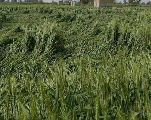 Uttarakhand- हिमालयी क्षेत्रों में जमकर हुई ओलावृष्टि से गेहूं की फसल खराब……… किसानों ने की मुआवजे की मांग