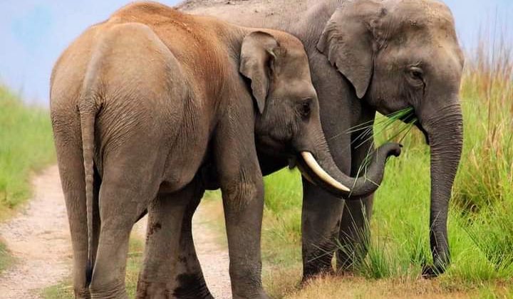 *पर्यटकों के वाहन पर हमलावर हुआ हाथी, ऐसे टला बड़ा हादसा।*