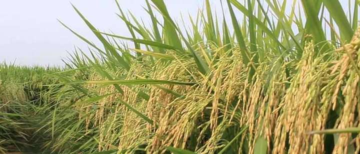 राहत -: धान समेत 17 फसलों का एमएसपी ₹553 तक बढ़ा, पढ़ें पूरी खबर