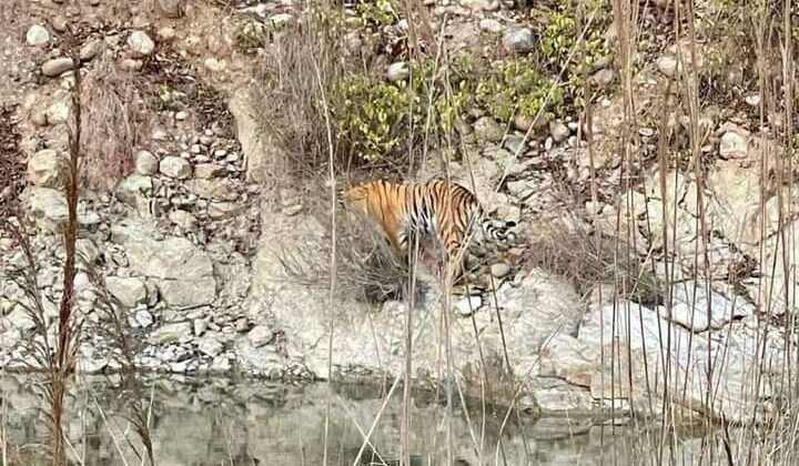 कार्बेट पार्क में बढ़ी जलीय जीवो की संख्या, पहली बार घड़ियाल के 50 बच्चे दिखे