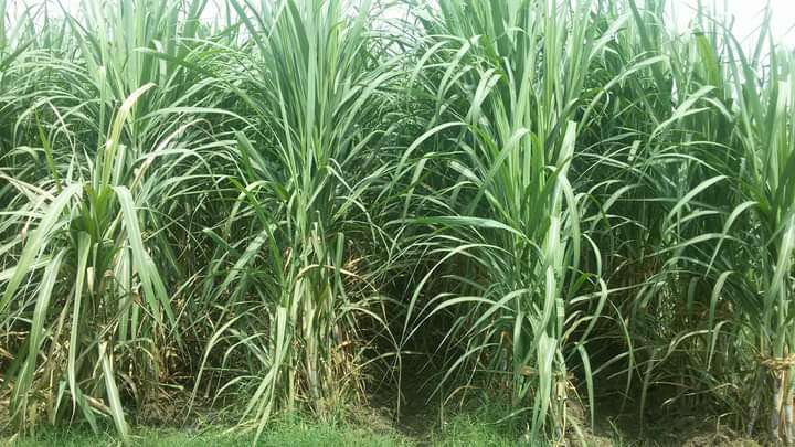चीनी निर्यात में भारत ने बनाया रिकॉर्ड…. जानिए कितना हुआ चीनी का निर्यात
