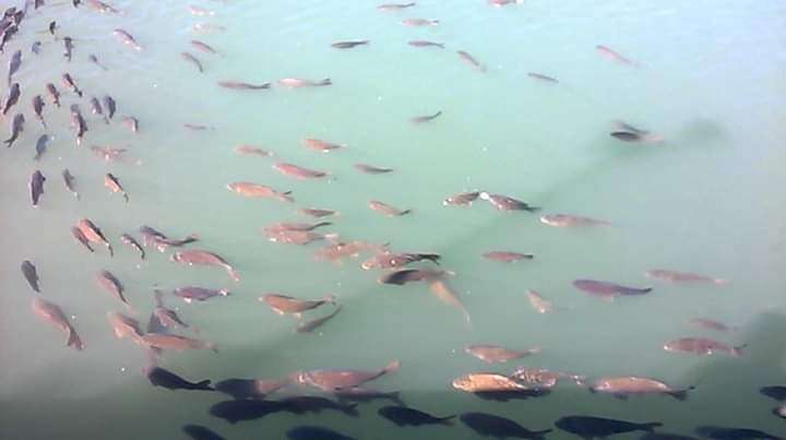 स्वास्थ सम्बन्धी खबर:-मछली खाने वाले हो जाएं सावधान …. वरना होंगे इस घातक रोग का शिकार