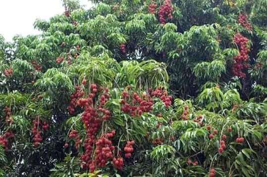 स्वास्थ सम्बन्धी खबर:- यदि बढ़ते वजन को करना है कंट्रोल तो अपनाएं यह तरीका