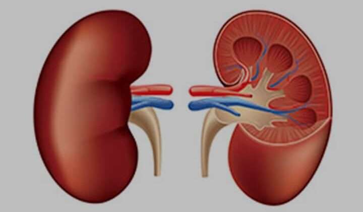स्वास्थ सम्बन्धी खबर:- अपनी किडनी को इस प्रकार रखें स्वस्थ….. अपनाएं यह उपाय