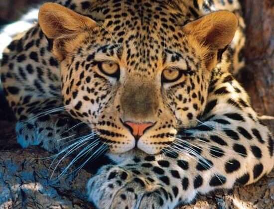 Uttarakhand- वन्यजीवों की सुरक्षा के लिए सरकार बना रही है प्लान….. युवाओं को भी घर बैठे मिलेगा रोजगार