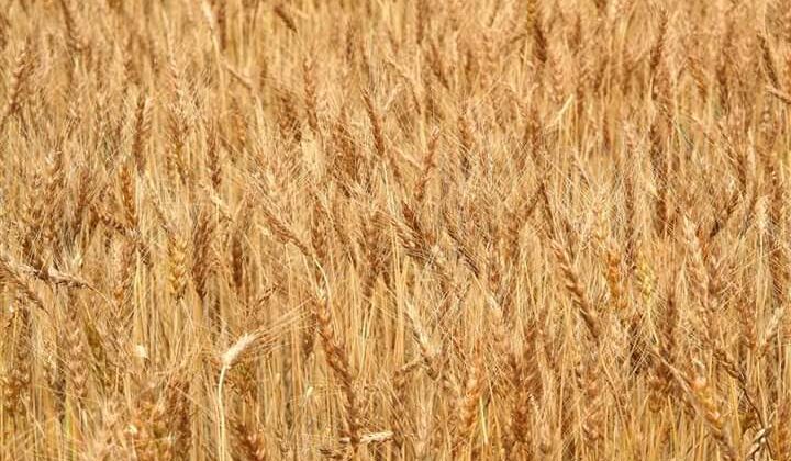 Uttarakhand- अब खाद्यान्न की कालाबाजारी पर लगेगा लॉक…… डोर स्टेप डिलीवरी के अंतर्गत सरकार गरीबों तक पहुंचेगी राशन