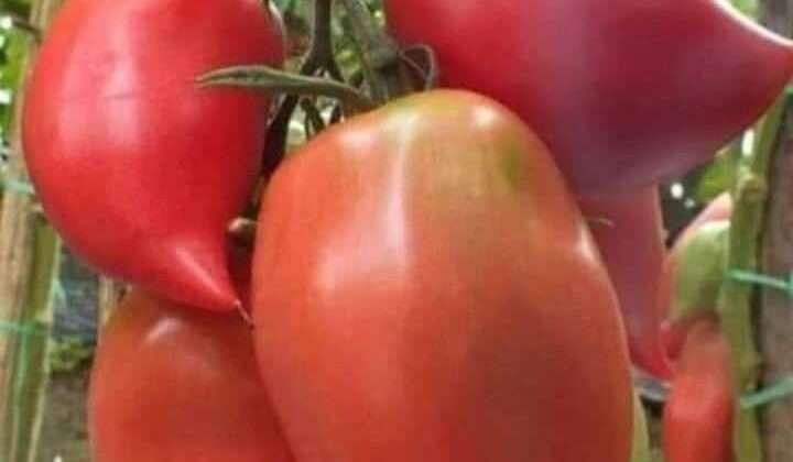 Uttarakhand- टमाटर ने बिगाड़ा सब्जियों का जायका…. 100 के पार पहुंचे दाम