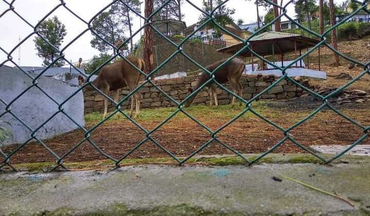 अल्मोड़ा:- अब मृग विहार में इस उम्र के बच्चे निशुल्क करेंगे जानवरों का दीदार