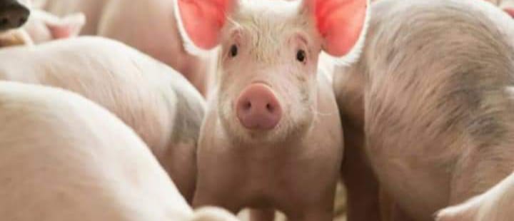 Uttarakhand- सूअर के मांस की बिक्री पर लगी रोक…. जानिए कारण