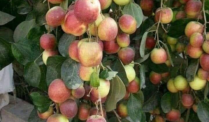 Uttarakhand- सेब के उत्पादन को लेकर अपनी पहचान बना रहा है राज्य का यह जिला