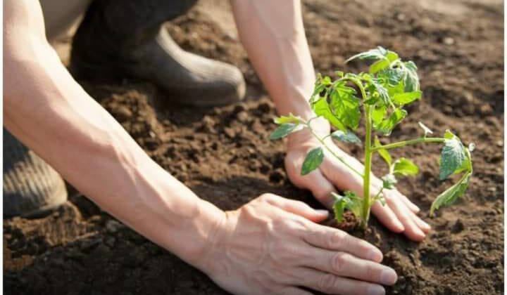 Uttarakhand- हरेला पर्व के अवसर पर पूरे प्रदेश में भाजपा ने रखा 5 लाख पौधे रोपने का लक्ष्य