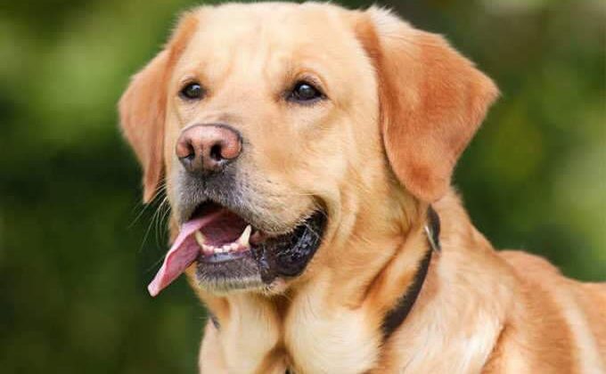 हल्द्वानी :- बिना पंजीकरण के पाला कुत्ता तो देना होगा जुर्माना, पढ़े पूरी खबर