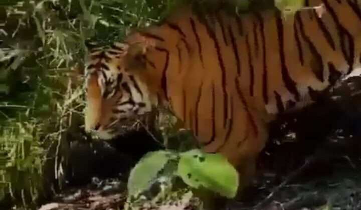 सावधान:- रामनगर से अल्मोड़ा तक छाया है बाघ का आतंक….. कार्बेट टाइगर रिजर्व ने लोगों से की यह अपील