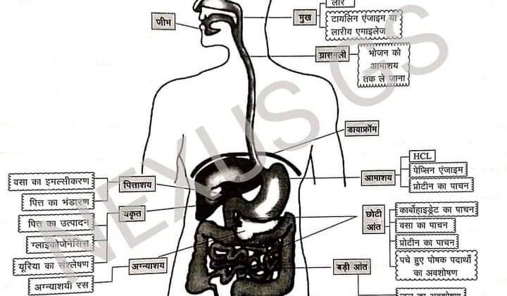 सावन के महीने में पाचन संबंधी परेशानी से कैसे निपटें…. जानिए गैस्ट्रो सर्जन के सुझाव