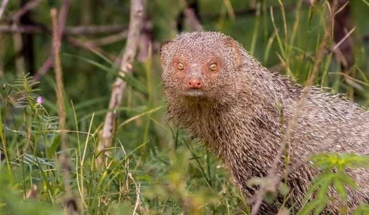 Uttarakhand- राज्य में नेवले की इस प्रजाति का होगा संरक्षण…… जानिए इसके लिए उठाए जाने वाले महत्वपूर्ण कदम