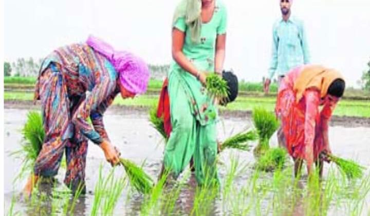 अल्मोड़ा:- खेती को जंगली जानवरों से बचाने का बना प्लान…… ये होंगे फायदे