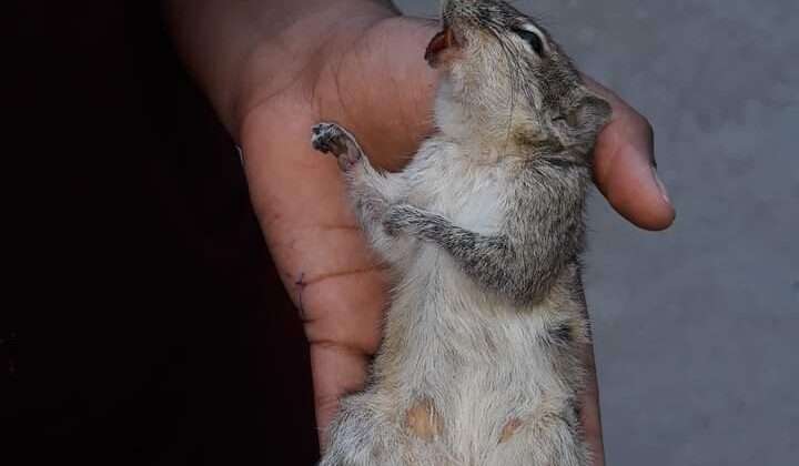 स्कूलों का हाल बेहाल -: सरकारी बालिका विद्यालय में 10 छात्राओं को चूहों ने काटा