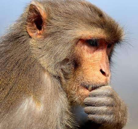 Uttarakhand- करंट लगने से घर में गिरा बंदर…. चेतना न आने तक 100 से अधिक बंदर बने पहरेदार