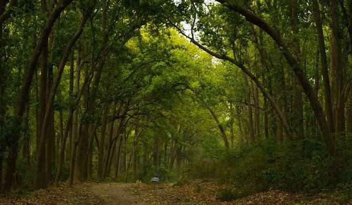 Uttarakhand- कार्बेट नेशनल पार्क में सफारी के लिए वाहनों में होगा बदलाव, महिला चालकों को मिलेगा मौका