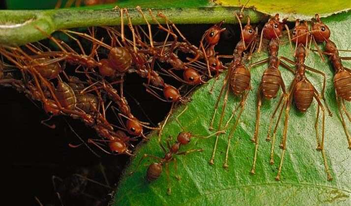 जहरीली लाल चीटियों का कहर -: घर छोड़ भाग रहे लोग, मृत मिले सांप-बिच्छू