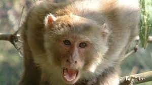 Uttarakhand- बंदर के काटने पर घायल हुई महिला ने वन विभाग को भेजा लाखों का बिल