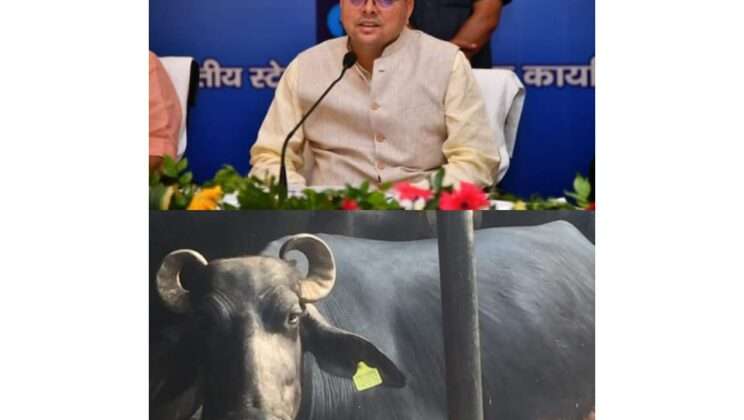 Uttarakhand-मुख्यमंत्री पुष्कर सिंह धामी के निर्देश पर दर्ज किया भैंस चोरी होने का मुकदमा, जानिए पूरा मामला