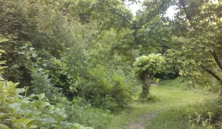 Uttarakhand- हटाए जाएंगे राज्य के जंगलों में बने अवैध धार्मिक स्थल…. दिए गए जांच के निर्देश