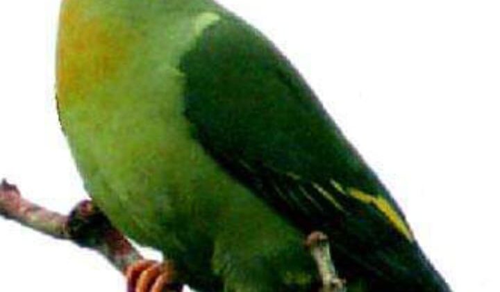 Uttarakhand- राज्य के इस जिले में पहली बार मिला हरा कबूतर….. पढ़े पूरी खबर