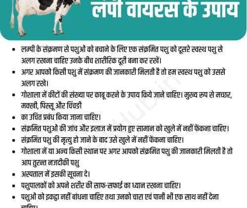 लंपी वायरस से सड़कों पर छोड़ रहे संक्रमित पशु, मौतों का सिलसिला जारी