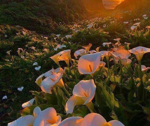 पर्यटकों के लिए बंद हुई फूलों की घाटी, इस साल पहुंचे रिकॉर्ड तोड़ पर्यटक