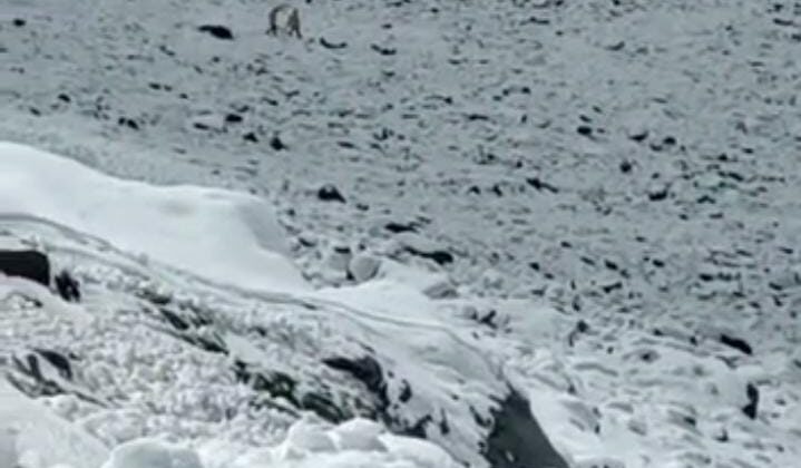 बिग ब्रेकिंग -: केदारनाथ से ऊपर फंस गये ट्रेकर, नही मिल रही कोई मदद