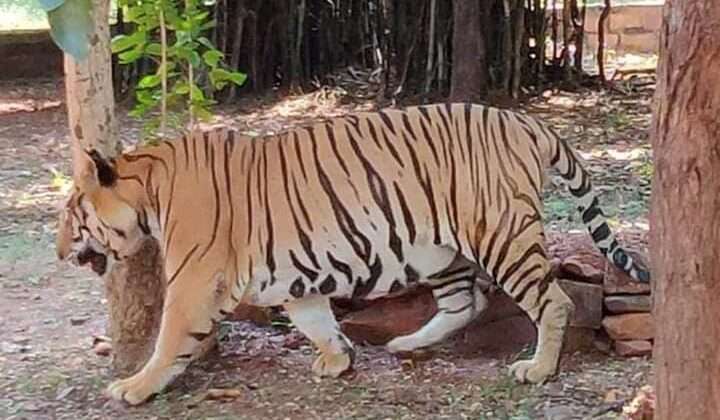 तेंदुए का आतंक -:भोजनमाता को बनाया निवाला, धड़ से अलग कर दिया सिर, शव बरामद