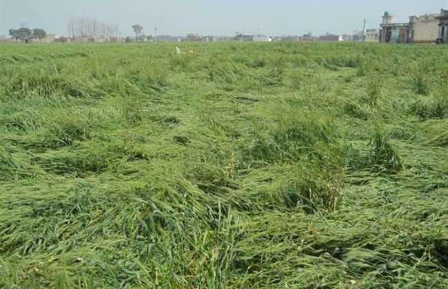 अल्मोड़ा:- जिले के इस क्षेत्र में ओलावृष्टि और बारिश के कारण क्षतिग्रस्त हुई फसलें