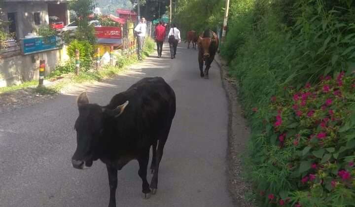अल्मोड़ा -: आवारा पशु छोड़ने पर होगी कार्रवाई, 6 पशुपालकों को जारी किया नोटिस