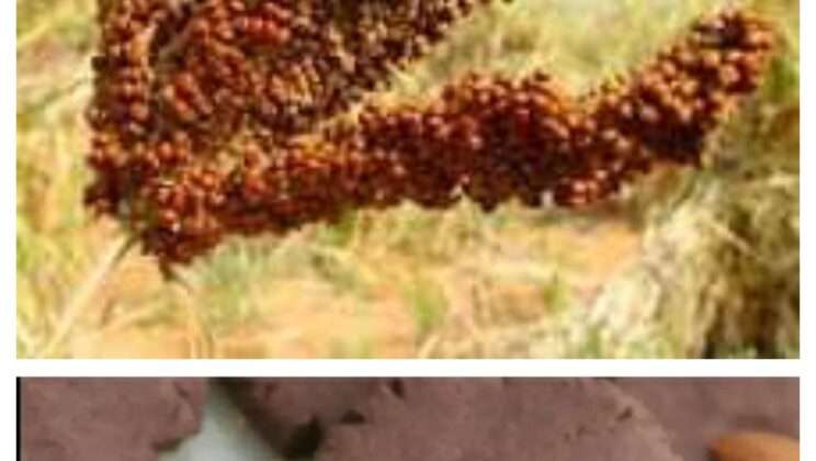 मिलेट मिशन योजना को मिली हरी झंडी, एक किलो मंडवा एक रुपये में