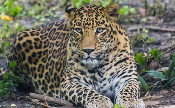 Uttrakhand- कार्बेट टाइगर रिजर्व की सीमा पर 3 माह के अंतराल में बाघ ने एक और महिला को बनाया अपना शिकार