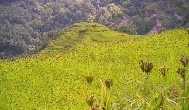 कृषि व खाद्य वस्तुओं के निर्यात में हो रही बढ़ोतरी….. विदेशों को रास आ रही भारतीय खाद्य सामग्री