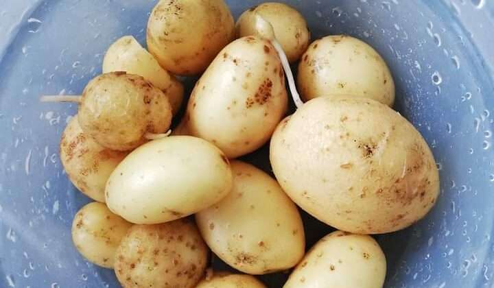 Uttarakhand- राज्य के सबसे बड़े आलू फार्म में 2 वर्षों तक नहीं उगेगा आलू…… जानिए कारण