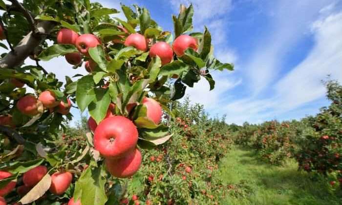 पड़ोसी राज्यों को खूब भा रही देवभूमि में तैयार होने वाली सेब की पौध, इस राज्य ने की भारी मांग