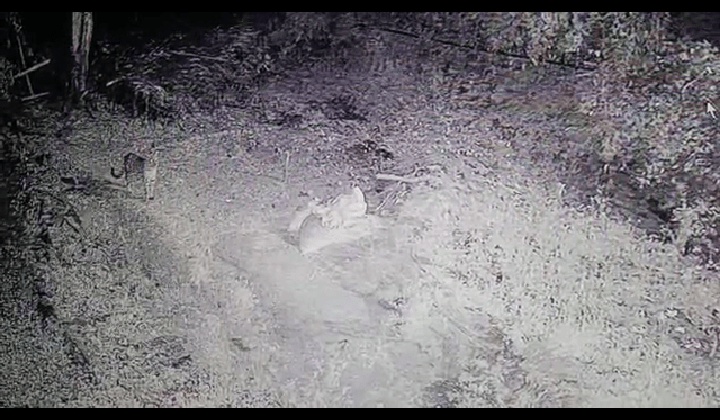 अल्मोड़ा:- नगर में फैला तेंदुए का आतंक….. वन विभाग द्वारा की जा रही है लापरवाही