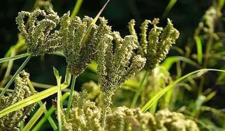 अल्मोड़ा -: अब मडुए की मड़ाई के लिए नहीं होगी परेशानी, वीपीकेएएस ने की यह पहल