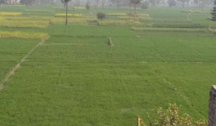 Uttarakhand- राज्य में इस जिले के किसान हुए परेशान……. बारिश के लिए तरस रही रबी की फसल